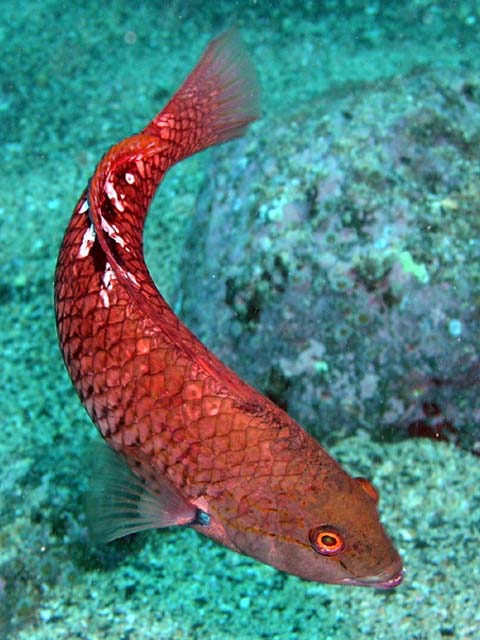 Pseudolabrus luculentus